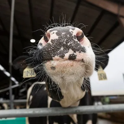 thumbnail for publication: What Is the Most Cost-Effective Breeding Program for Lactating Dairy Cows—Timed AI, Estrous Detection, or a Combination of Both?